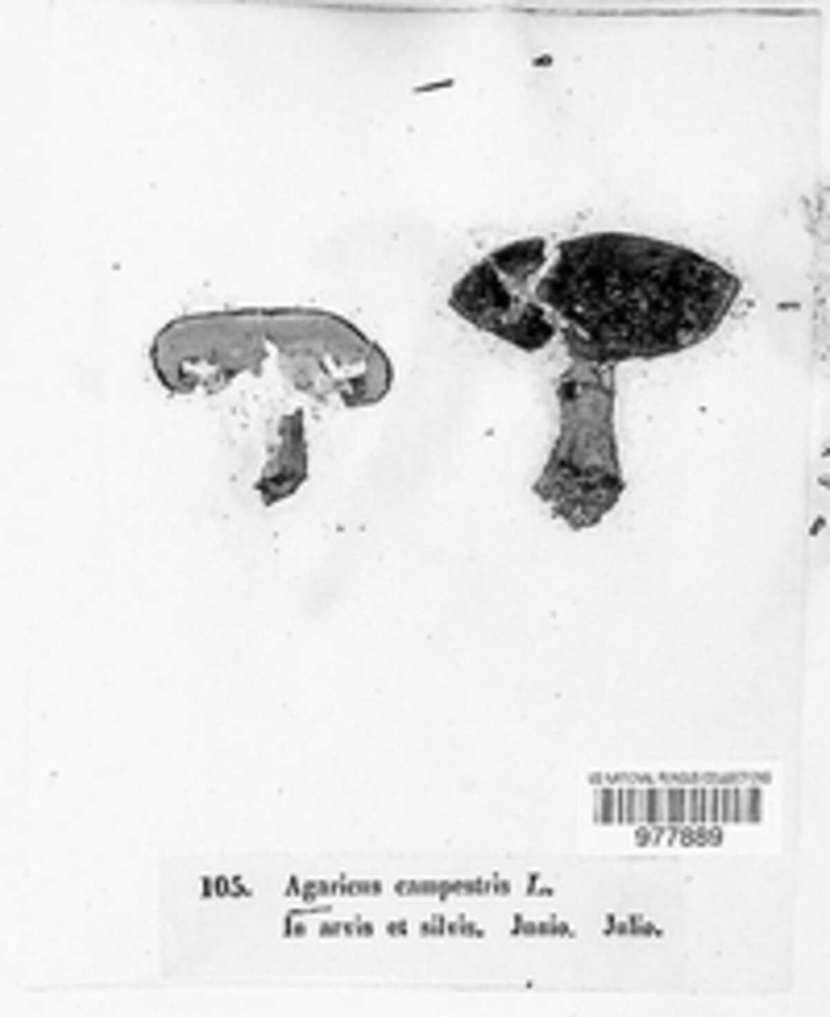 Agaricus campestris image